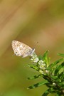 Kleine Wanderbläuling (Leptotes pirithous)