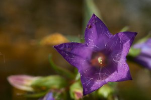 Glockenblumenblüte...