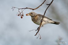 Die letzte saftige Beere