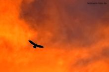 Bussard am glühenden Himmel