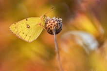 Herbstlich...