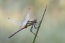 Sympetrum danae - Schwarze Heidelibelle