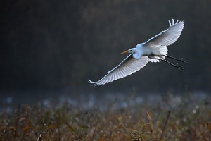 Silberreiher im Flug