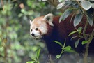 Der Kleine Panda (Ailurus fulgens),