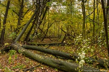 naturnaher Wald