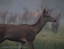 Beifang bei der Damwildbrunft