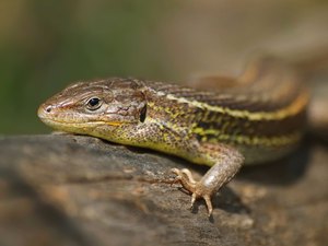 Psammodromus algirus