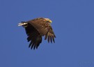 Seeadler