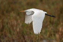 Silberreiher im Flug