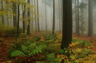 Herbstwald in Nebel