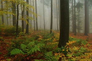 Herbstwald in Nebel