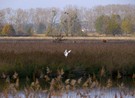 Herbstlandschaft mit Kühen und Silberreiher