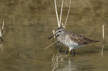 Bruchwasserläufer (Tringa glareola)