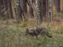 Beifang bei der Damwildbrunft