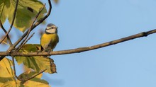 Blaumeise zur goldenen Stunde