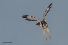heller Mäusebussard im Winter