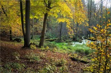 Herbst am Sumpfloch