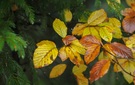 Herbstbild (mit Regenschirm)