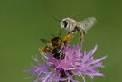 Kampf der Hosenbienen um eine Wildblüte