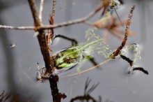 Kleiner Teichfrosch im Moor - Doku