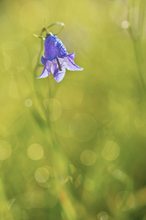 Die Glockenblume