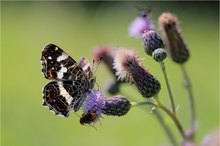 ein  sommerlicher Gruß