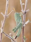 Larve der Ägyptischen Knarrschrecke (Anacridium aegypticum)