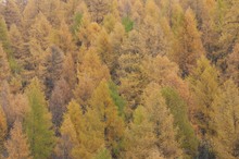 Lärchenwald in Pastellfarben