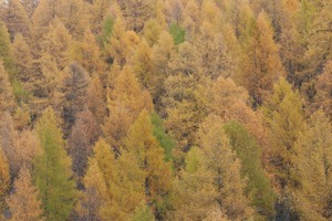 Lärchenwald in Pastellfarben