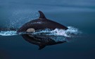 orcaspiegelung