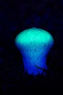 Biofluoreszenz