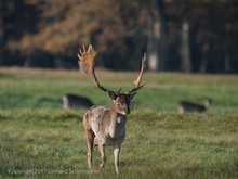 Platzhirsch