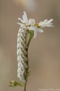 Kamillenmönch Raupe