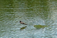 Schwalbe beim Wasseraufnehmen