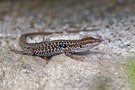 Podarcis muralis / Mauereidechse