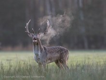 Morgennebel