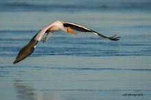 Nimmersatt am Chobe Fluss