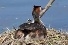 Haubentaucher mit Küken