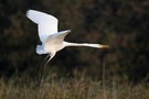 Silberreiher im Flug