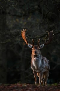 ~ Im finsteren Wald ~