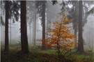 Herbstlicher Lichtblick im Fichtengeäst....