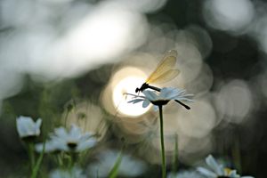 Warten auf Sonne