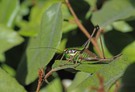 Grüne Strauchschrecke (Eupholidoptera chabrieri)