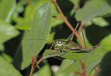 Grüne Strauchschrecke (Eupholidoptera chabrieri)