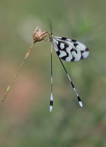 Fadenhaft - Nemoptera Sinuata