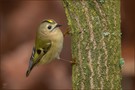 Herbstliches Goldhähnchen