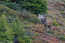 Indian Summer in den Tiroler Bergen: Rothirsch (cervus elaphus) bzw. Berghirsch