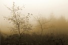 Die charismatische Novembertristesse...