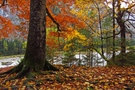 Intensive Farbenpracht im herbstlichen Gebirgswald ...