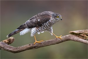 Singvogel Schreck